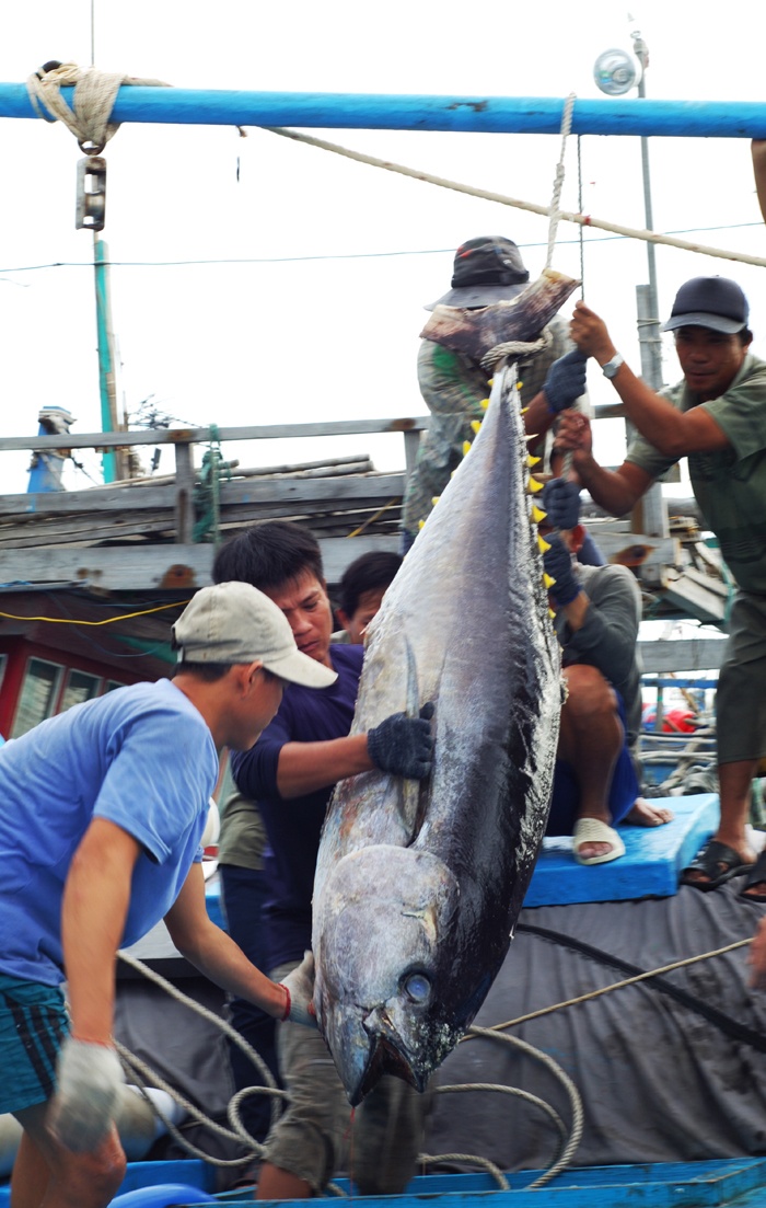 Mỗi con cá ngừ bình quân khoảng 40 kg, cá biệt có khi lên đến một tạ, nặng gấp đôi một người lớn.