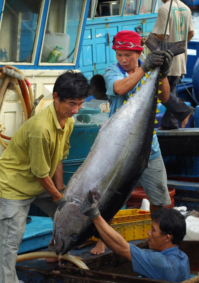 Đưa cá ngừ từ hầm tàu lên.
