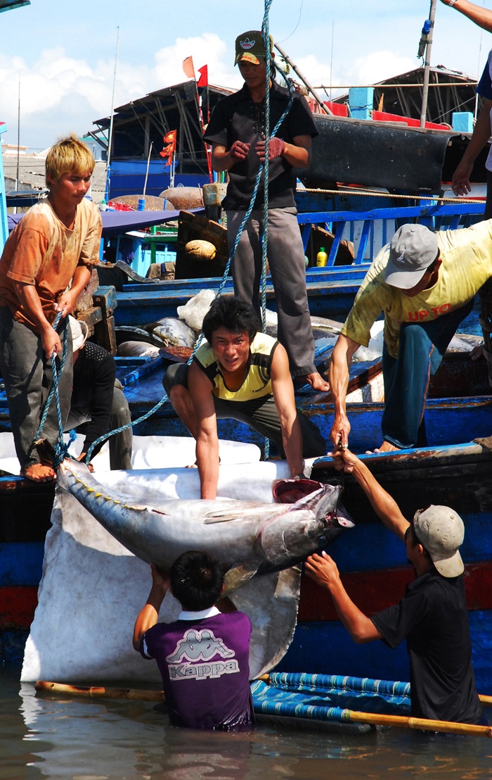 Chuyển cá lên bờ. 