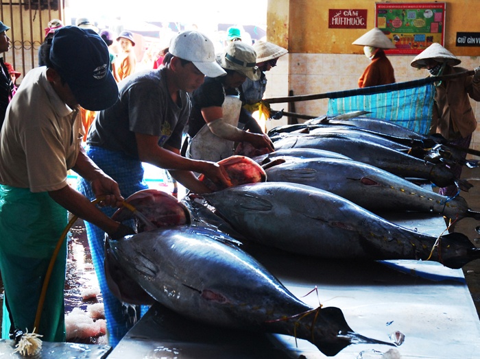 Nhung con ca ngu dai duong nua ta tren bien Phu Yen hinh anh