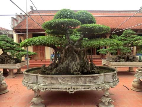 Dai gia Thanh Hoa chi 4 ty mua cay sanh 100 nam tuoi hinh anh