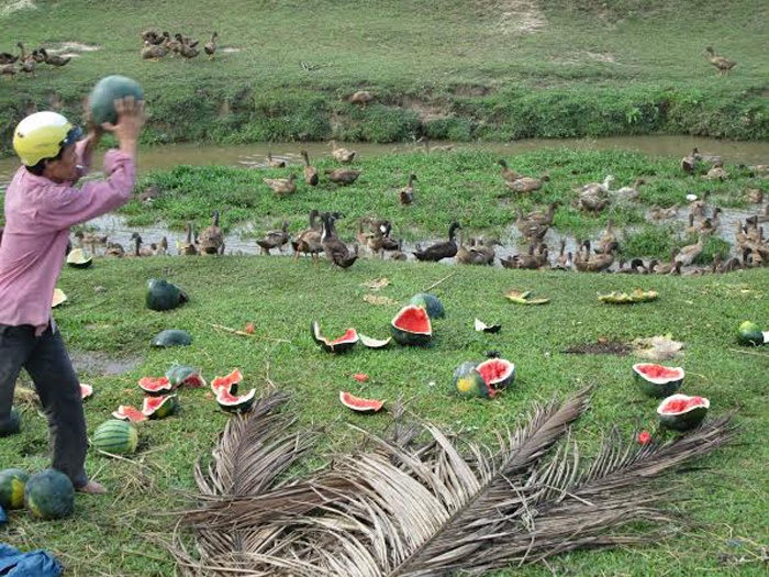 Trau, vit cung che dua hau vi an qua nhieu hinh anh