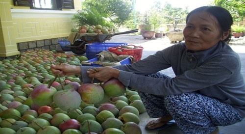 Quy dinh xe cho dung tai trong, thuong lai tu choi mua xoai hinh anh