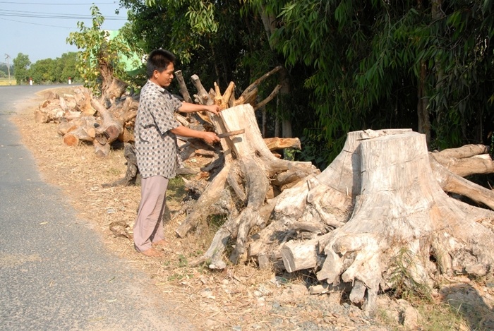 Những gốc cây khô được anh Thanh và Tài vừa “săn” từ rừng Bảy Núi đem về để chờ “đẽo gỗ tạo hình”.