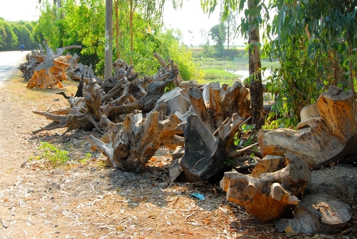 Mặc dù nhìn các gốc, rễ cây mục nát như thế này nhưng khi qua bàn tay của nghệ nhân trở thành vật có giá trị mặt nghệ thuật sánh hàng chục triệu đồng.