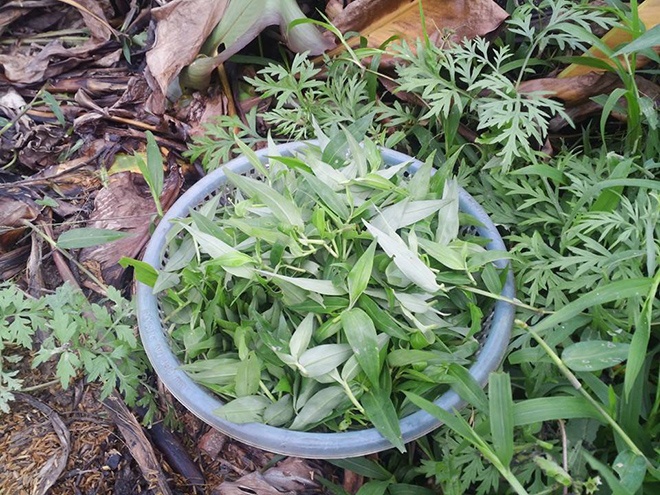 Thai lai, rau ma hut khach dau he hinh anh