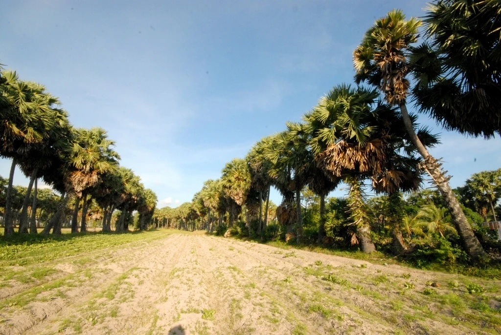 Những cây thốt nốt được trồng thẳng hàng xuất hiện nhiều ở vùng Bảy Núi - An Giang, phục vụ cho trái và lấy nước để nấu thành đường thốt nốt.