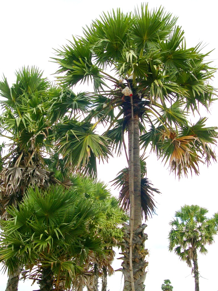 Thông thường thốt nốt được người dân Khmer trồng cập các bờ ranh vừa giữ đất lại cho thu nhập. Bình quân cây trồng từ 15 năm trở lên mới cho trái và nước đường.