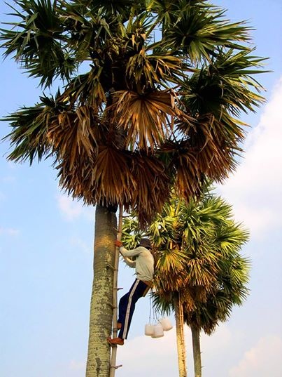 Vào mùa lấy nước đường từ tháng giêng đến tháng 7 trong năm,  mỗi ngày người dân leo trèo lên cây lấy nước 1-2 lần.