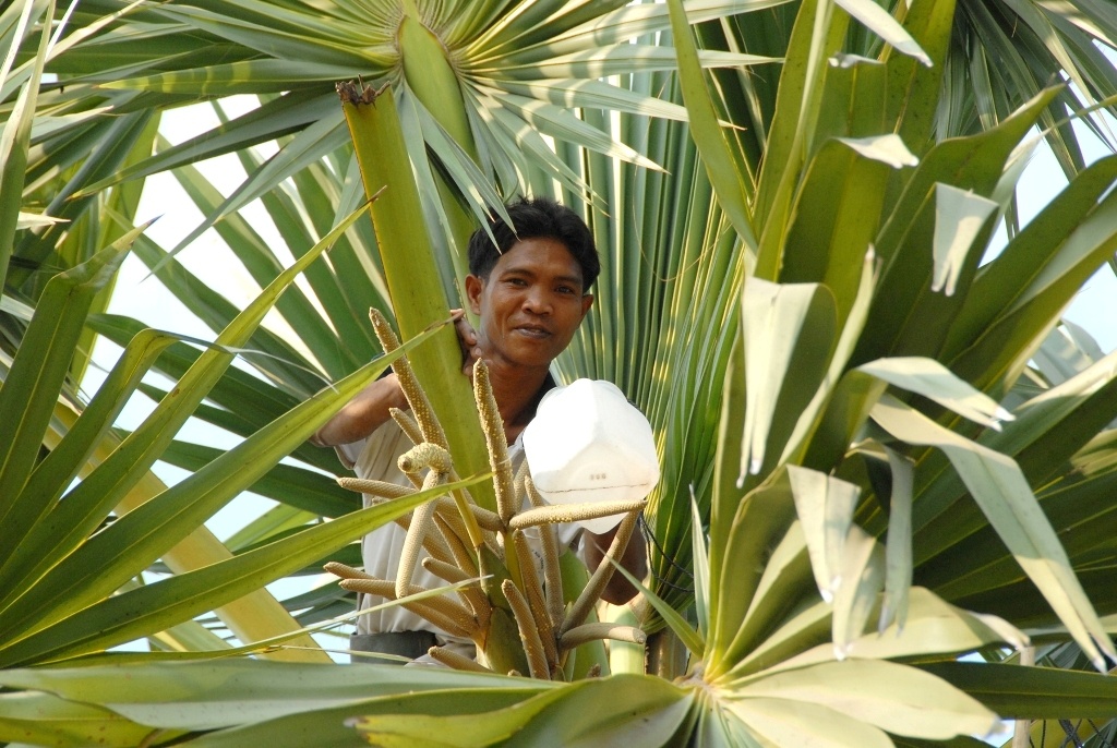 Ông Chau Mắt (ấp Tô Thuận, xã Núi Tô, huyện Tri Tôn) có hơn 40 năm kinh nghiệm lấy nước nấu đường thốt nốt cho hay, gia đình trồng 70 cây thốt nốt có 70 % cây đực chủ yếu phục vụ việc lấy nước nấu đường, số cây còn lại cho trái thu hoạch bán. 