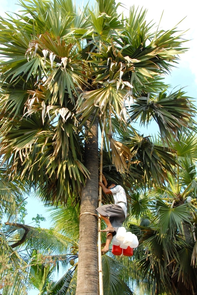 Anh Kim Seng cho hay, công việc trèo cây lấy nước đường rất nguy hiểm vì cây cao hơn 15m trở lên, chỉ cần sơ suất nhỏ mất mạng như chơi. Người ta nói nghề  này “ăn cơm dưới đất làm việc trên trời”.