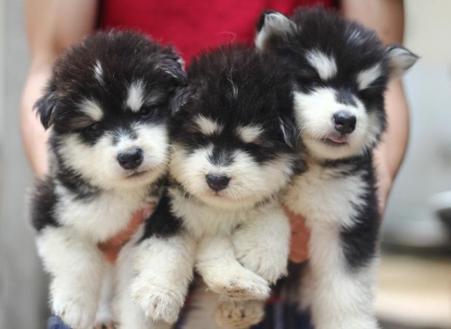 Ro mot nuoi nhung con vat bac trieu hinh anh