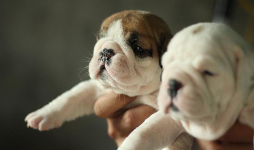Hai con Bulldog này được 2 tháng tuổi và được rao bán với giá 7 triệu đồng/con.