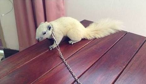 Chú sóc Thái trắng này được quảng cáo là ăn hoa quả, sâu, dế, không cắn người. Giá bán là 1,5triệu đồng. 