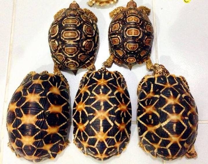   Những con rùa này được quảng cáo là có màu sắc đẹp, ăn rau và dễ nuôi. Giá bán là 2 triệu đồng/con.