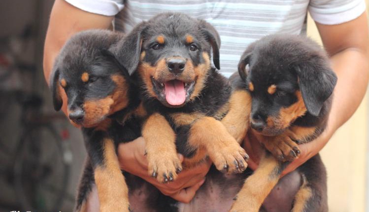 Chó Rottweiler màu đen vàng cũng mới được hai tháng tuổi được rao bán với giá 8 triệu đồng/con đực và 7,5 triệu đồng/con cái.