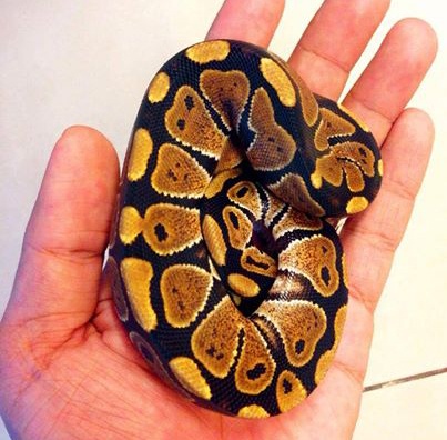 Trăn bóng USA được báo với giá 1,5 triệu đồng/con. Đây là loại trăn hiền lành nhất trong họ nhà trăn, khi trưởng thành có thể dài tới 1 đến 1,2m. 