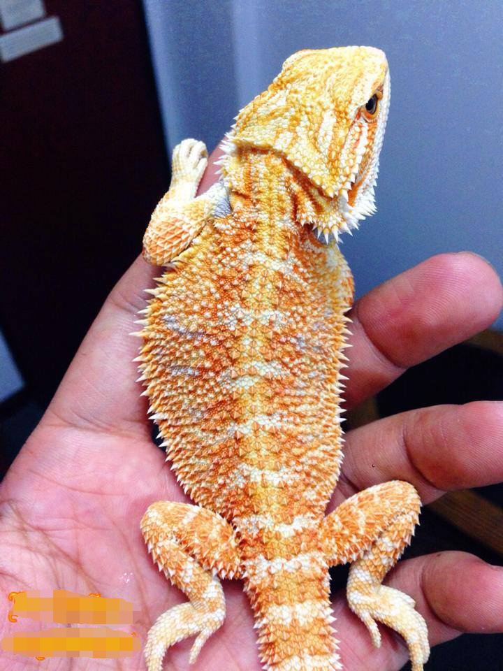  Rồng Úc được bán với giá giá 1,2-3 triệu đồng/con tùy màu sắc và kích thước. Con Rồng Úc màu vàng cam này có giá 1,2 triệu đồng. Còn nếu là màu nâu đỏ thì giá là 3 triệu đồng.