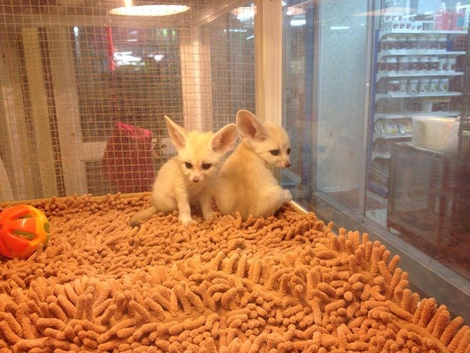 Những chú cáo sa mạc (Fennec) này được nhập khẩu từ Thái Lan, dù còn rất nhỏ cũng được rao bán với giá lên tới 50 triệu đồng/con và chỉ được bán theo đơn đặt hàng. 