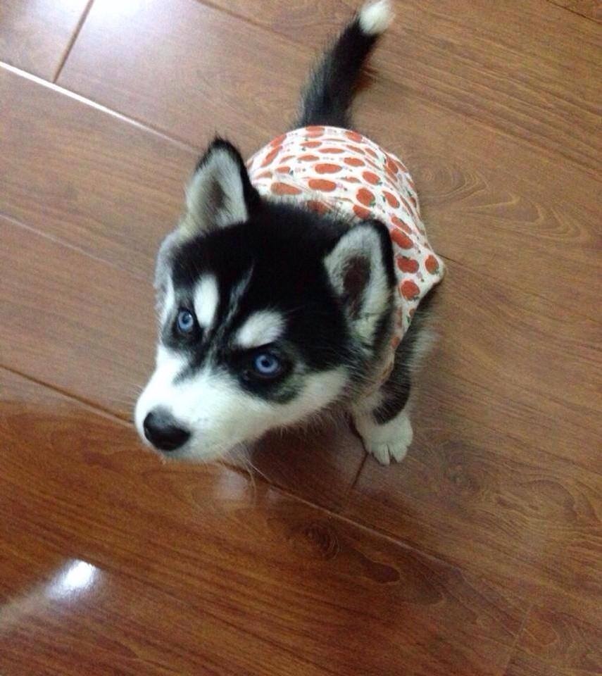   Con Husky cái này mới 3 tháng tuổi được báo giá 6 triệu đồng.