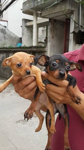 Hai con Fox này có giá 2,2 triệu đồng/con.