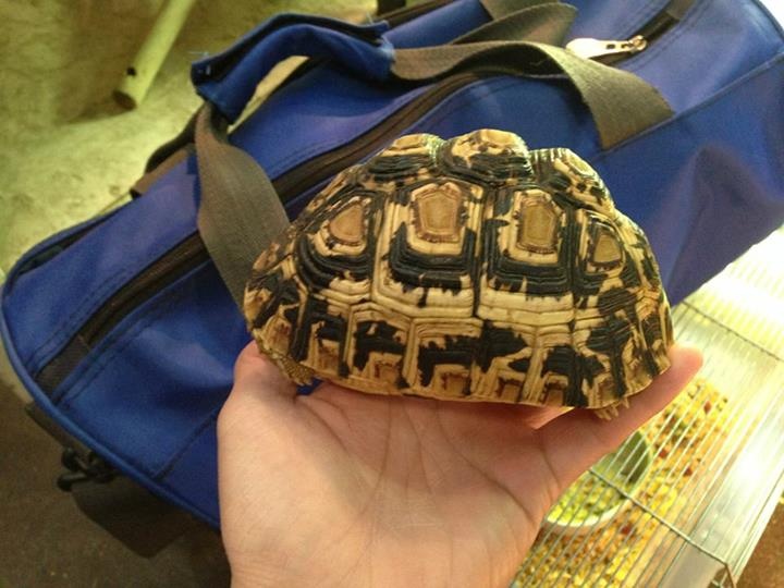 Rùa cạn dòng leopard: 4 triệu đồng.