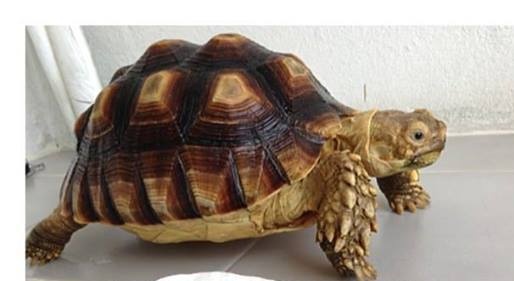   Rùa cạn dòng sulcata : 3 triệu.