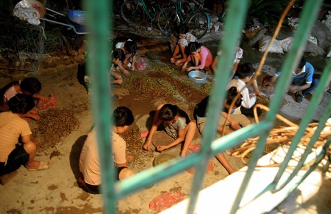 Ban ngày, người dân ở xã Lê Thanh tỏa đi khắp cánh đồng ở Mỹ Đức và các tỉnh lân cân như Hà Nam, Hưng Yên, Nam Định để bắt châu chấu. Bắt đầu từ 19h, châu chấu được tập kết về Lê Thanh và bà con bắt đầu bận rộn với nghề.