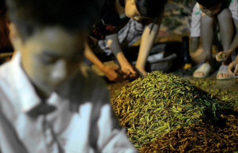 Các em tranh thủ làm thêm để có thêm tiền mua sách vở cho năm học mới. Mỗi tối với 3 tiếng vặn càng châu chấu có thể kiếm được 30.000 - 50.000 đồng.