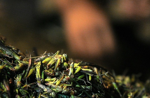 Loài côn trùng đáng ghét giờ đây lại có giá trị. Mỗi ký bán ra thị trường với giá từ 50.000 đến 70.000 đồng.