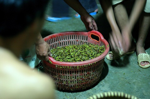 Mỗi ngày 1 hộ gia đình ở Lê Thanh cũng bắt được từ 7 đến 10 ký.