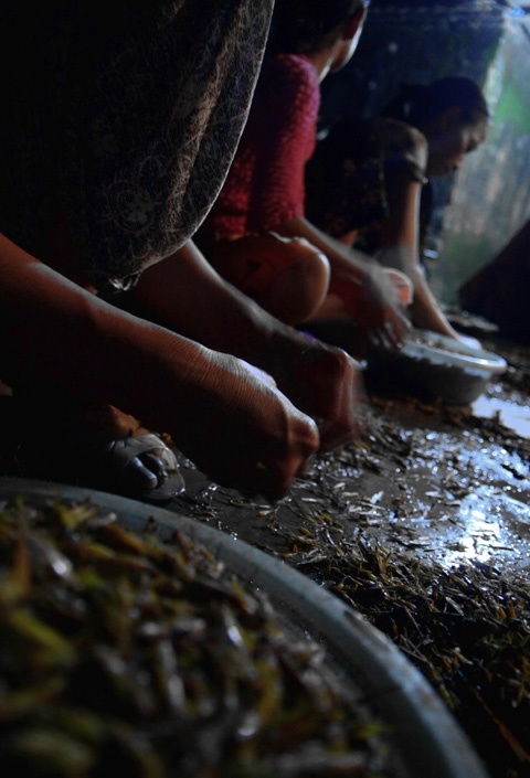 Trước đây, Lê Thanh là xã thuần nông nghề chính là làm ruộng nhưng giờ đây nghề vặt càng châu chấu là nghề phụ nhưng lại có thu nhập chính.