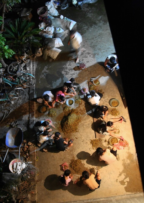 Thời gian người dân Lê Thanh vặt càng châu chấu thường từ 19h đến 24h. Có những hôm nhiều nơi đặt hàng thì cả làng thức cả đêm để kịp giao hàng.