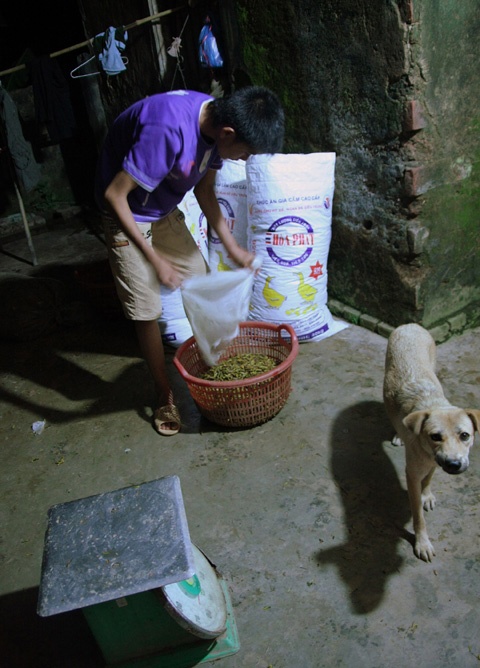 Khắp ngõ trên làng dưới, đêm về luôn nhộn nhịp với công việc đóng gói, cân hàng.