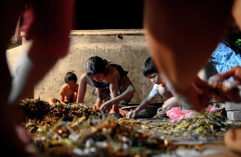 Dan thu do san chau chau kiem tien trieu moi ngay hinh anh