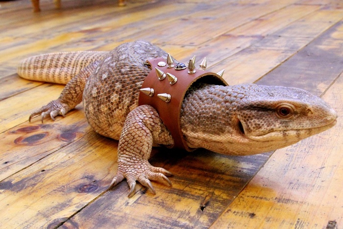 Một chú rồng Nam Phi có tên Savannah Monitor được chủ nhân đeo vòng cổ nhìnkhá ngầu. Có giá từ 3 – 10 triệu đồng / con.