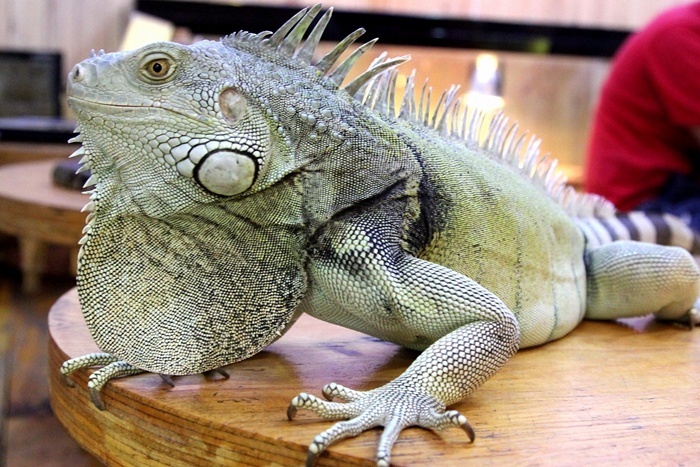 Green Iguana - Kỳ nhông xanh có nguồn gốc từ Nam Mỹ và thức ăn chủ yếu củachúng là rau củ, trái cây, là loài vật được chọn làm thú cưng của rất nhiều gia đìnhnước ngoài, họ coi nó là 1 loài khủng long mini nuôi trong nhà.