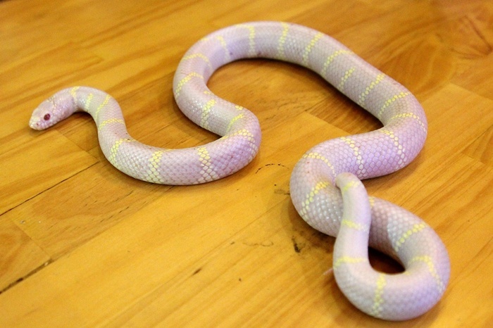 Rắn sữa khá hiền lành.