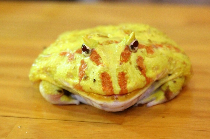 Một chú ếch có màu sắc sặc sỡ.