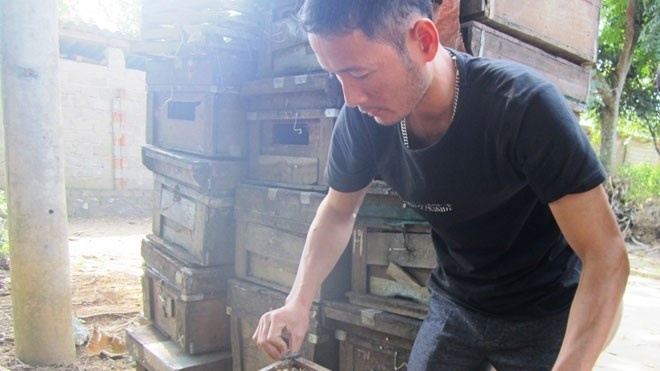 Nuoi ong lay mat thu 2 ty moi nam hinh anh