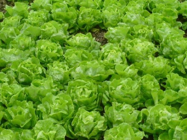 Rau bat mat nho phan tuoi + nuoc thai hinh anh