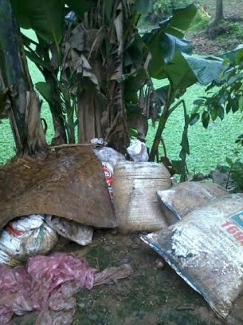  Phân lợn gom ngoài đầu ruộng để bón dần cho rau.