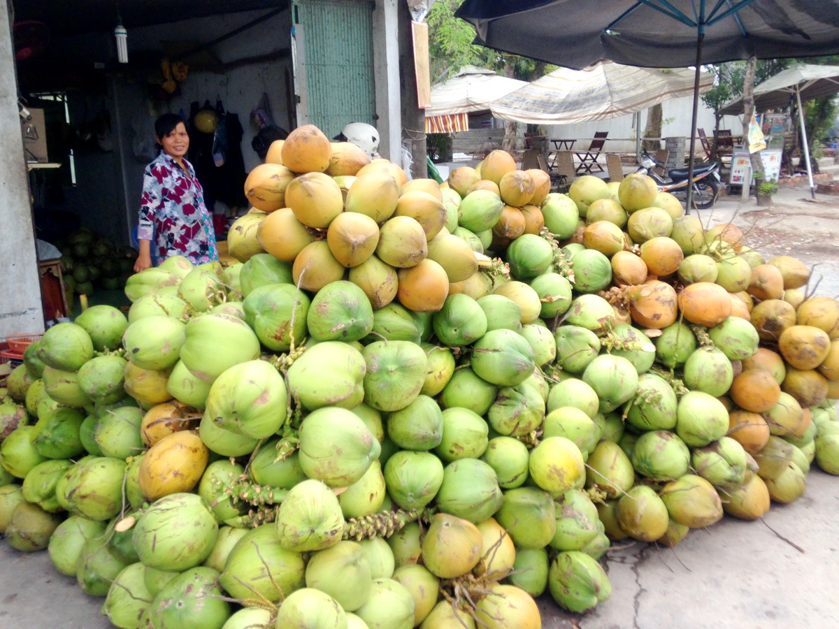 Mùa nóng dừa tươi hút hàng, tăng giá cao ở ĐBSCL.