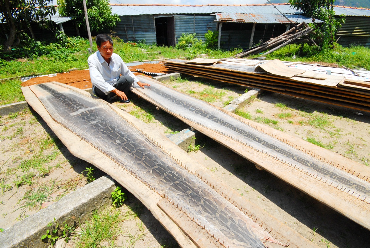 Theo ông Thai Vinh Thai, chủ trại Hồng Quang, da trăn xuất khẩu gồm 3 loại: loại I: Loại trăn dưới 6kg/con, size 33 -35 ( đo ngang bụng trăn ) - bán với giá <abbr class=