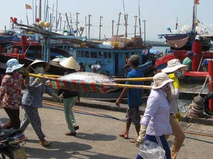 Trung mua ca ngu, ngu dan lai tram trieu moi chuyen ra khoi hinh anh