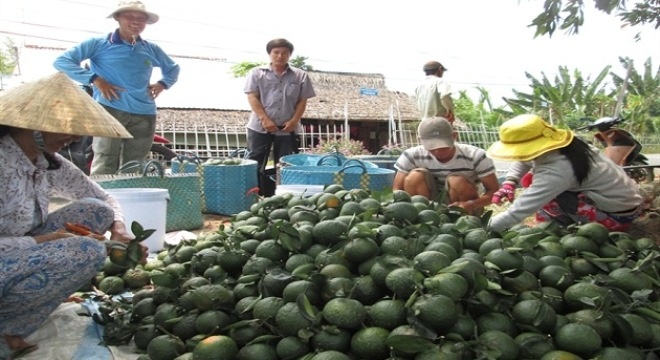 Nong dan mien Tay trong cam sanh, lai 1 ty dong/ha hinh anh