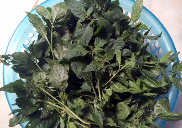 Nha giau Ha Noi thich an 'rau dai cuu doi' hinh anh