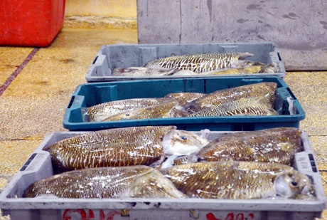 Nguyên liệu để làm chả mực phải là mực mai, loại to, tươi sống.