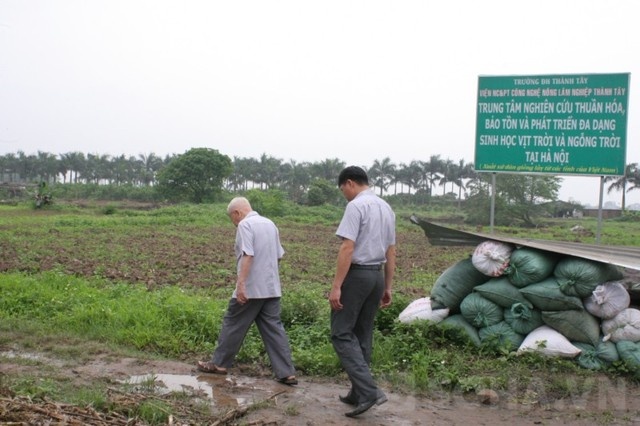 Nguyên Phó Thủ tướng bước đi trên con đường lầy lội dẫn vào trang trại nuôi ngỗng, vịt trời.