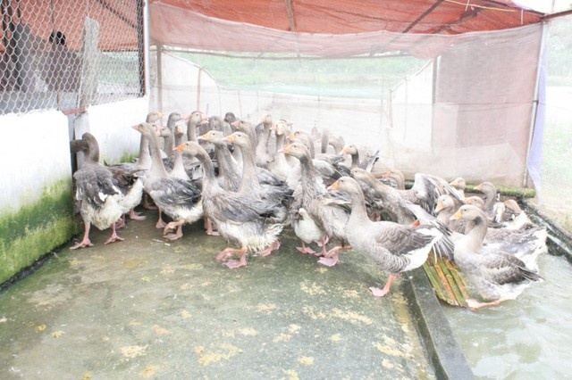 Đàn ngỗng trời đang làm 